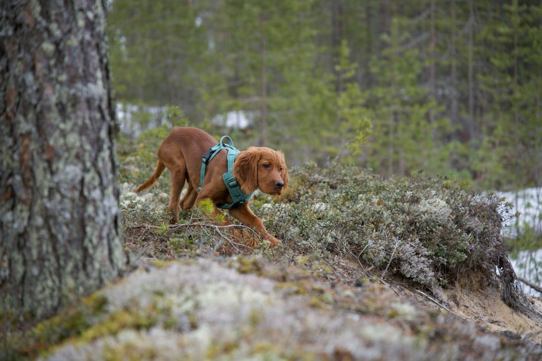 Pian meiltä saa myös raakaruokia!